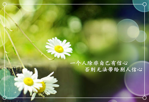 励志文字的小雏菊图片，惹人怜爱的菊花素材