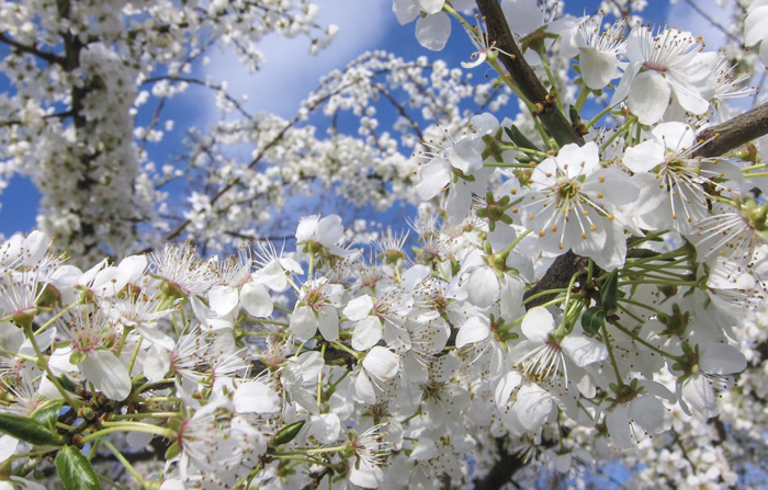 春天赏樱花图片，高清的白色樱花图片集